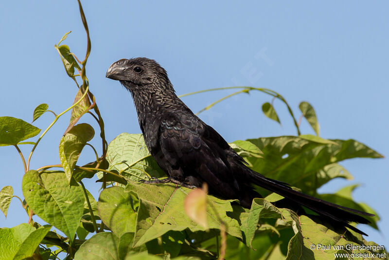 Smooth-billed Ani