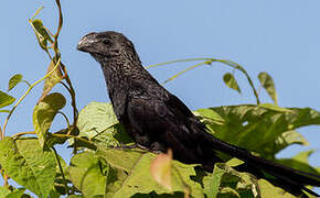 Smooth-billed Ani