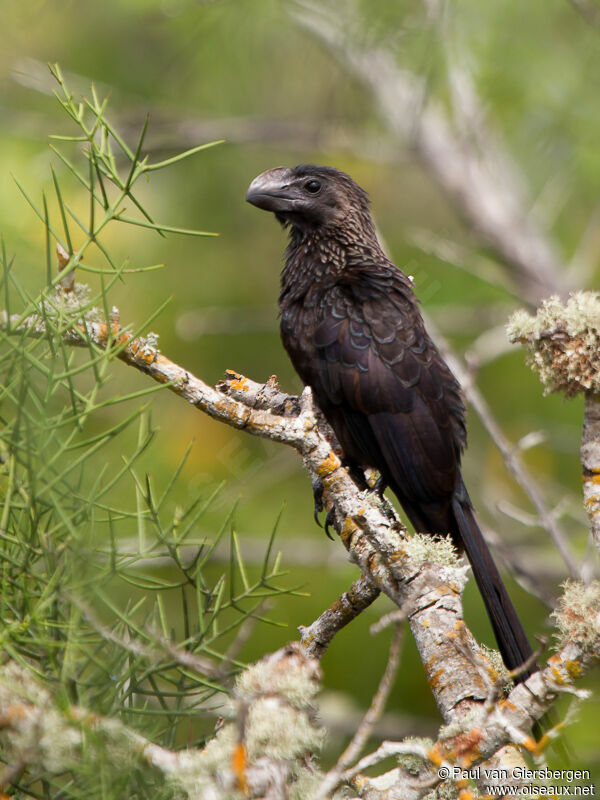 Smooth-billed Ani