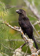 Smooth-billed Ani