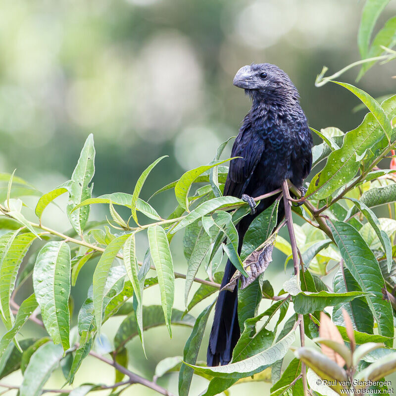 Smooth-billed Ani