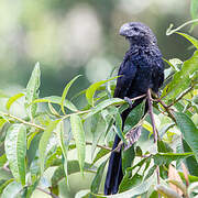 Smooth-billed Ani