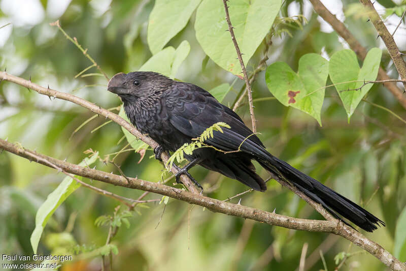 Smooth-billed Aniadult, habitat, pigmentation