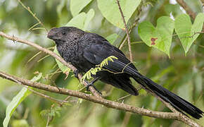 Smooth-billed Ani