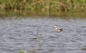 Cotton Pygmy Goose