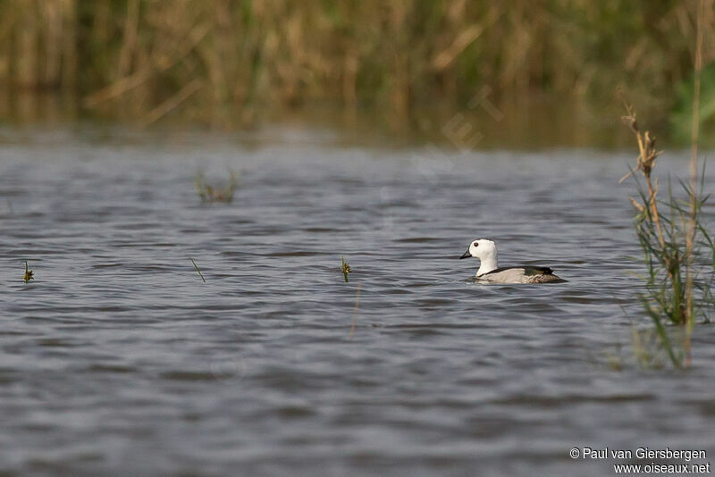 Cotton Pygmy Goose male adult