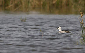 Cotton Pygmy Goose