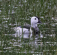 Cotton Pygmy Goose