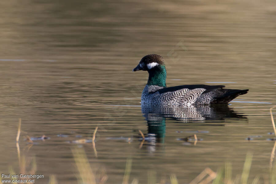 Green Pygmy Goose male adult, identification