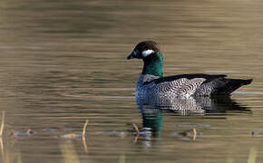 Green Pygmy Goose