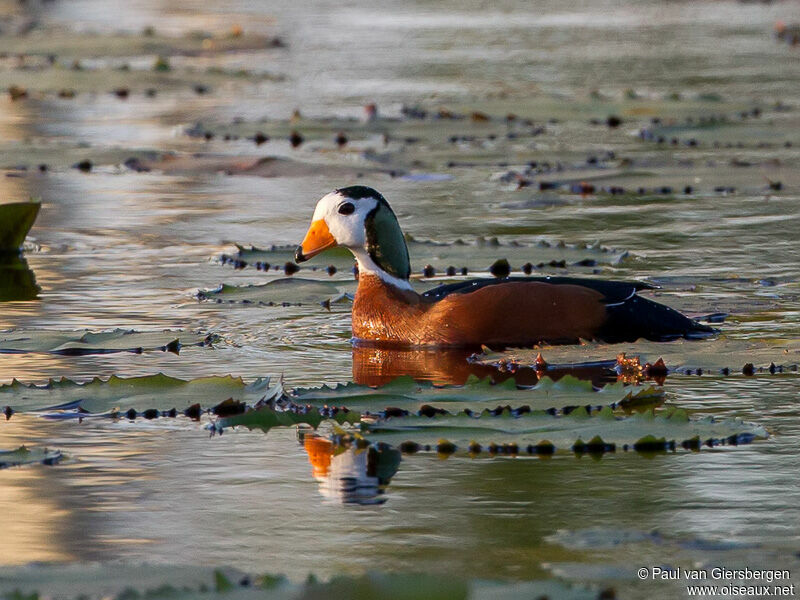 African Pygmy Goose