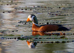 African Pygmy Goose