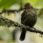 Brown-winged Schiffornis