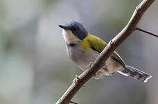 Apalis à calotte noire