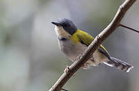 Apalis à calotte noire