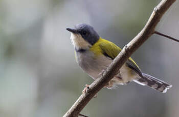 Apalis à calotte noire