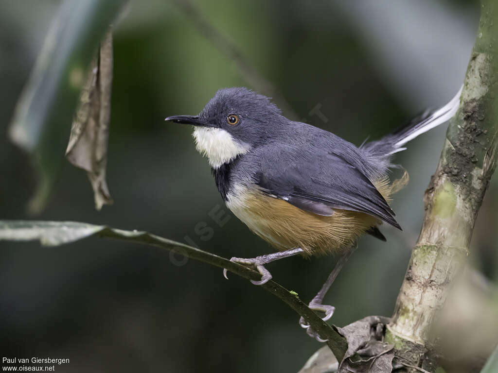 Apalis à col noiradulte, identification