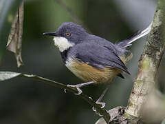 Black-collared Apalis