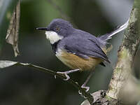 Apalis à col noir