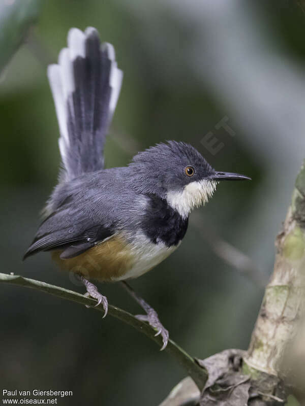 Black-collared Apalisadult, close-up portrait