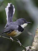 Apalis à col noir