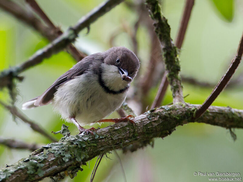 Bar-throated Apalis