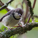 Apalis à collier