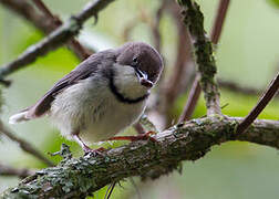 Bar-throated Apalis