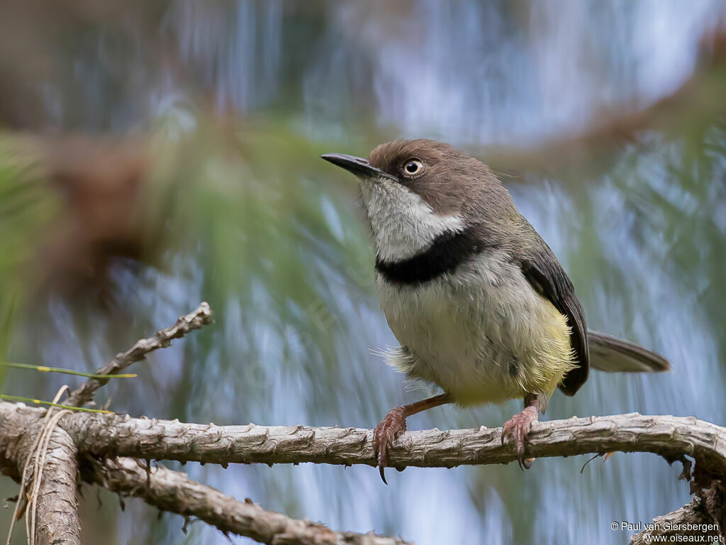 Apalis à collieradulte