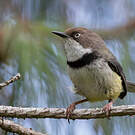 Apalis à collier