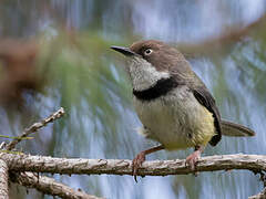 Bar-throated Apalis