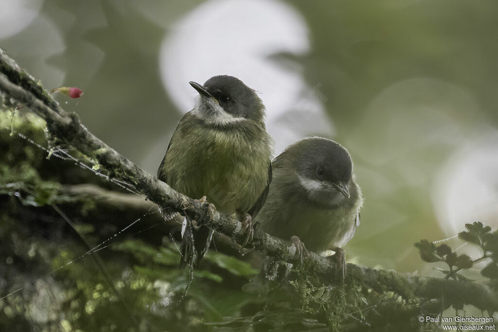 Apalis à collieradulte