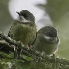 Apalis à collier