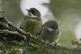 Bar-throated Apalis