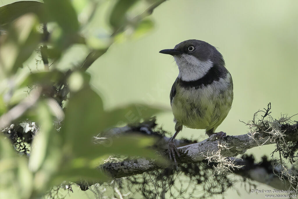 Bar-throated Apalisadult