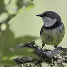 Apalis à collier