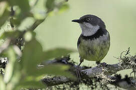 Bar-throated Apalis