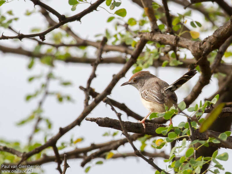 Red-fronted Priniaadult, habitat