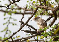 Apalis à front roux