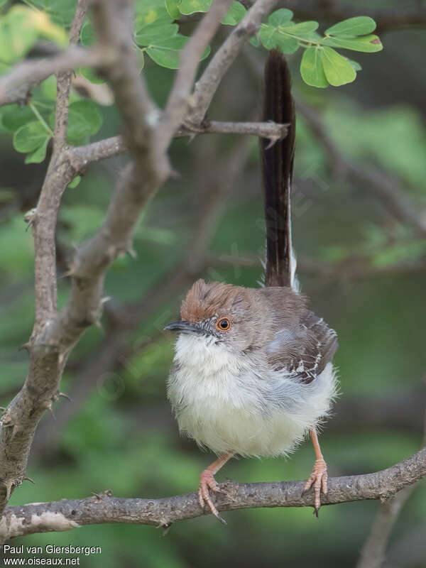 Red-fronted Priniaadult