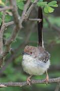 Apalis à front roux