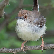 Apalis à front roux