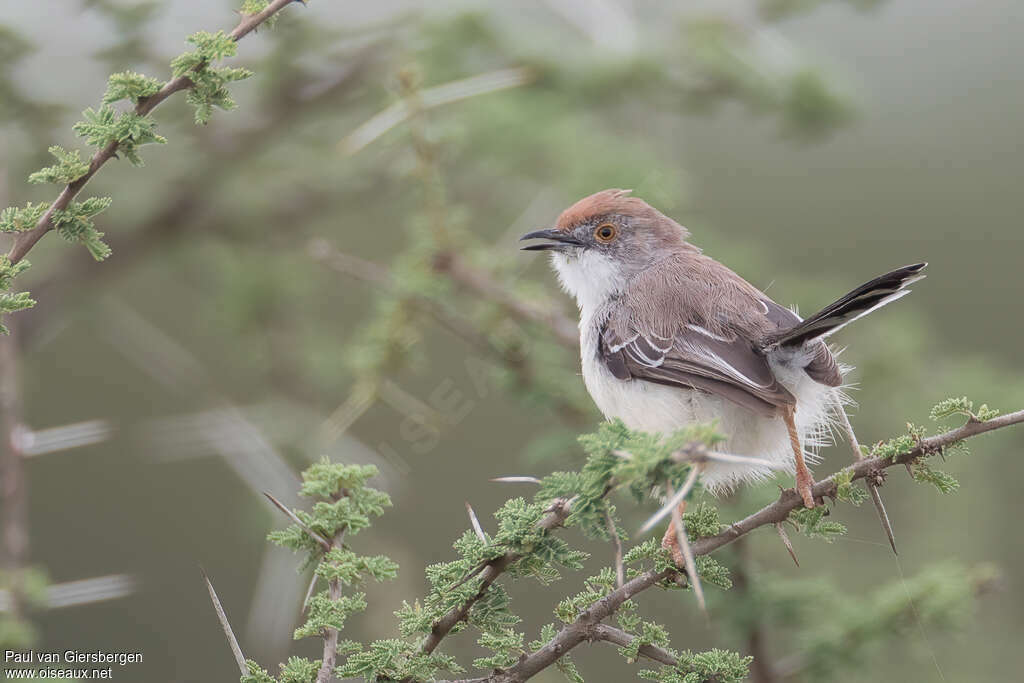 Red-fronted Priniaadult, identification