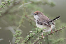 Apalis à front roux