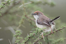 Red-fronted Prinia