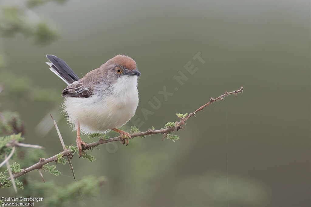 Red-fronted Prinia