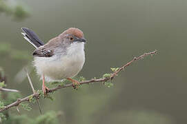 Red-fronted Prinia