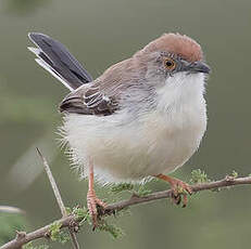 Apalis à front roux