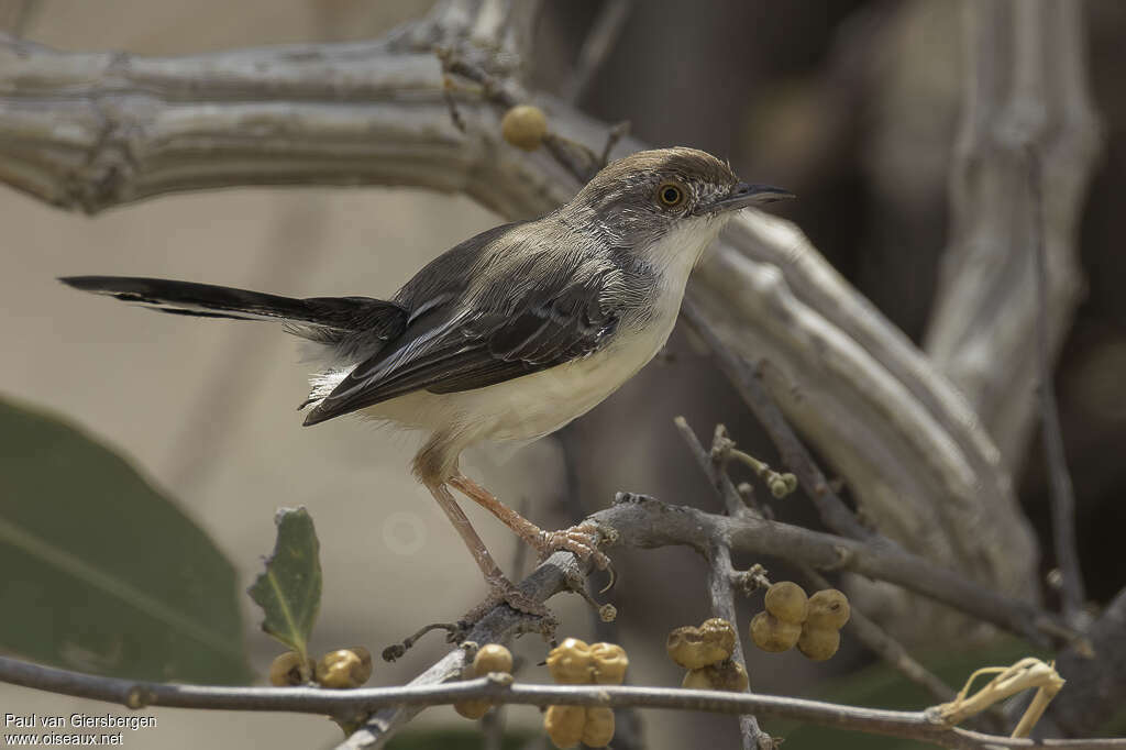 Apalis à front rouxadulte, identification