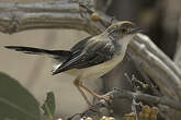 Apalis à front roux